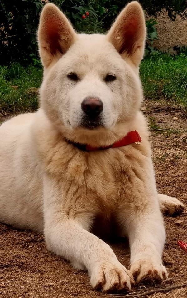 ✨ ❤️Hiro splendido cagnolone cerca famiglia 🏠✨  Foto 7